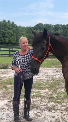 2.9K views · 243 reactions | Jack, a young 6 year old standard gelding has a full HWH training day to great success! Learn more about this lovely adoptable horse https://www.myrighthorse.org/available-horses/gelding-standardbred-from-bell-jack#jack #standardbred #gelding #adoptdontshop #HWHrescue | Horses Without Humans Rescue Organization | Facebook