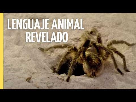 Lenguaje Animal: El Código Secreto de la Naturaleza | Episodio Completo