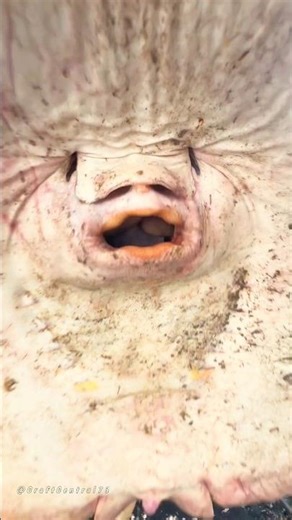 Fisherman Displays Large Stingray Aboard a Fishing Vessel