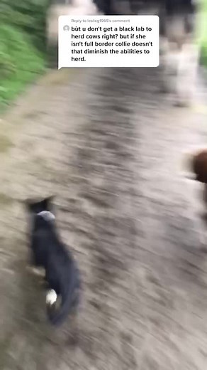 Labrador Herding: A Surprising Talent | Working Dog Compilation