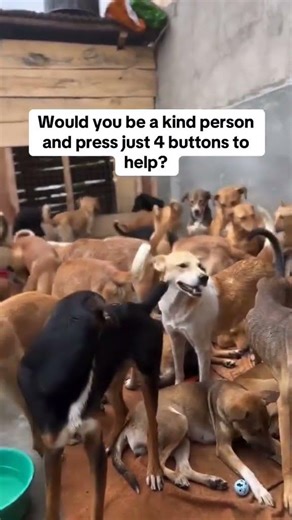 please consider donating Link in blo to donate for food