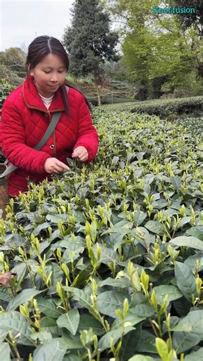 Technique for picking tea leaves