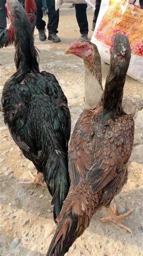 Dakan makiyonlar #parranda #dakan #parranda