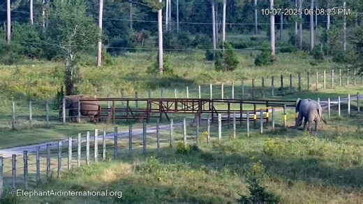 Understanding elephant behavior means watching the whole exchange, posture, positioning, and subtle cues that tell the story. In this video, Carol explains the interactions between Tarra and Mundi. | Elephant Aid International