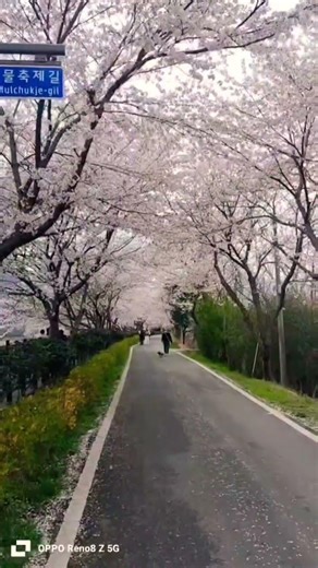 ขอบคุณภาพสวยๆจากคนทางไกล 😍#ซากุระ #วิวสวยมาก #ดอกไม้ #เปิดการมองเห็น