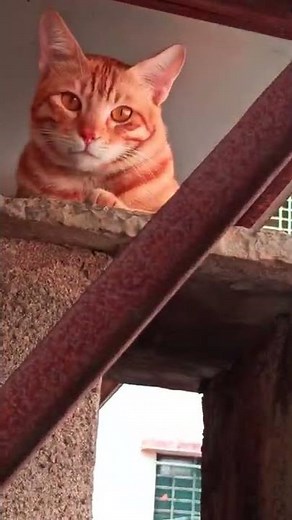 Funny cat regrets pooping on the roof ☹️