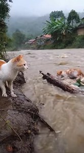 A mother cat crying as her kitten gets swept away by the river… This is heartbreaking 😿💔 #sadcat #catstory #emotionalshorts #straycat #shorts | Mom Sharing