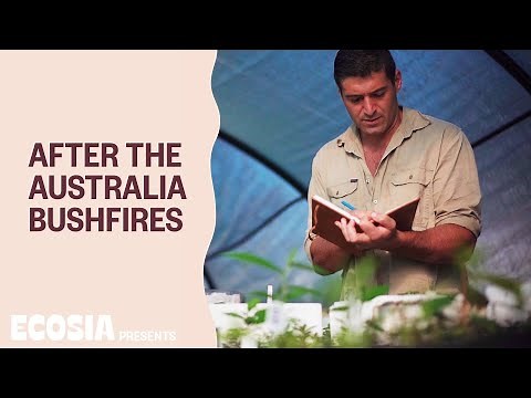 Reforesting Australia’s rainforest after the 2020 bushfires