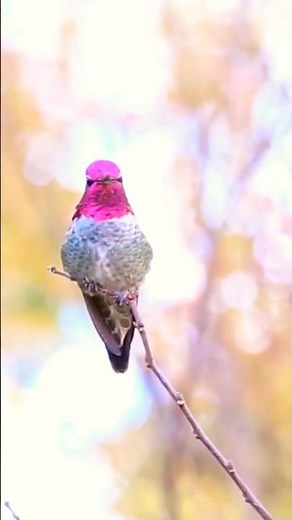 Tiny Hummingbird singing.Cute little bird calling.Bird Sounds. #bird #hummingbird #birdcall