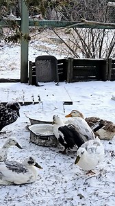 How cold is too cold for ducks? Well this is 6°F. https://www.fresheggsdaily.blog/2013/12/cold-weather-tips-for-winter-duck-care.html | Lisa Steele - Fresh Eggs Daily