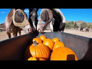 Pumpkin Madness with Horses & Go-Pro strapped on my horse to see what happens!