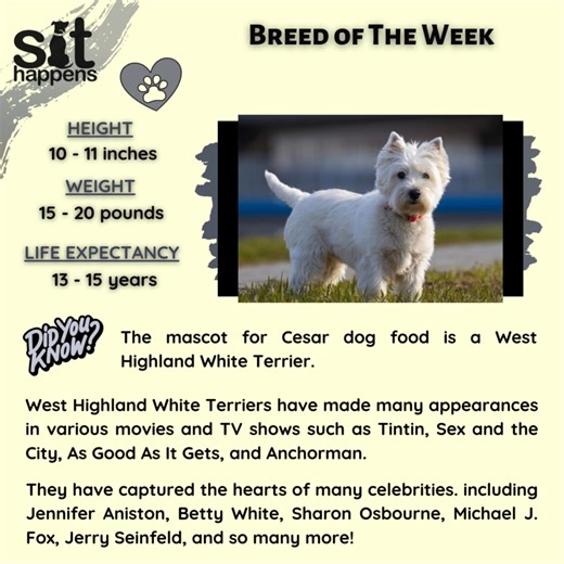 ❤ BREED OF THE WEEK ❤ 🐾 Meet the West Highland White Terrier, aka the "Westie". Their roots can be traced back to the rugged Scottish Highlands, where they were bred to control the populations of small game such as rodents and foxes. The breed's development was significantly influenced by Colonel Edward Donald Malcolm of Poltalloch in the 19th century, where he sought to create a white terrier that would stand out against the Scottish landscape. The West Highland White Terrier's popularity grew