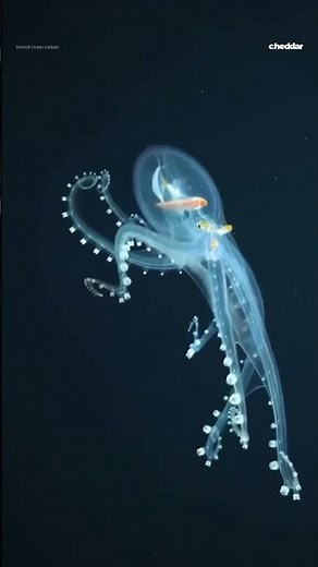 Underwater robot captures rare footage of glass octopus