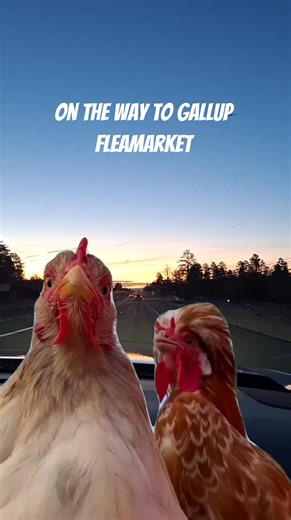 Exploring the Gallup Flea Market Experience