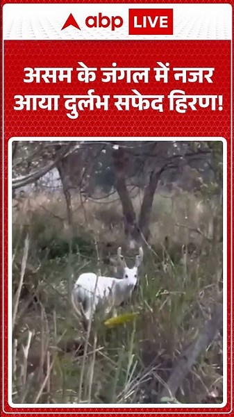 Assam News : असम के जंगल में नजर आया दुर्लभ सफेद हिरण! |ABPLIVE