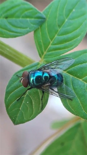Blow fly