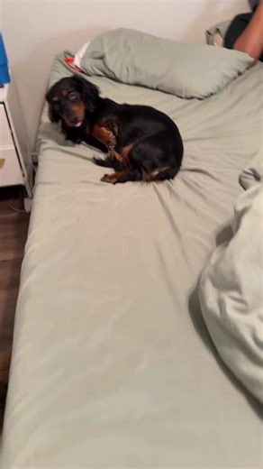 Discover the Adorable Weenie Dog Release