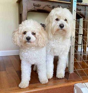 English Cream Mini Goldendoodle And Bichon Frise Dogs For Adoption In San Diego California - Supplies Included - Adopt Jojo & Bobby - Pet Rehoming Network