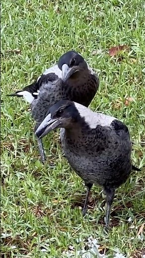 Juvenile Magpies Having a Chat #animalshorts #australia #magpies