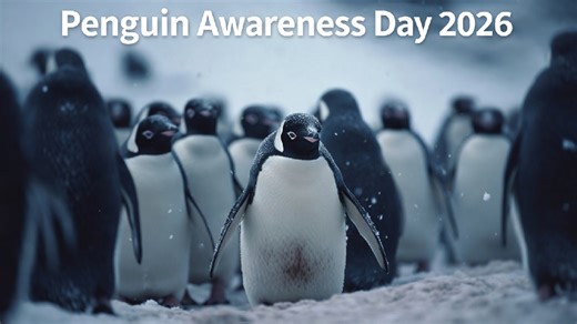 Penguin Awareness Day 2026: Incredible Facts And Conservation Tips About Penguins And Their Fragile Habitats
