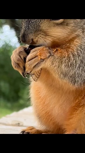 My squirrels will eat five cicadas and three blueberries in less than a minute | PHP Tree Service