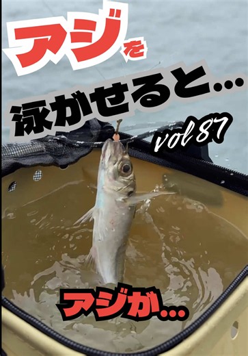 今のシーズンであれば、ターゲットはアオリイカ🦑 時期によって釣れるターゲットは様々ですが、 泳がせ釣りは「食物連鎖を利用した釣り」🎣 小魚を食べる魚は、 一般的に「フィッシュイーター」と呼ばれています。 アジなどの小魚をエサに、 その時期に合ったフィッシュイーターを狙う釣り。 それが「泳がせ釣り」です😊 興味のある方は、ぜひ一度挑戦してみてください✨ 他にも素敵な投稿があるのでプロフィールから探して見てみてください！ ○●○●○●○●○●○●○●○●○●○●○●○●○●○●○●○●○●○●○●○●○●○●○●○●○●○●○●○● このアカウントでは他にも • 買って良かった道具 • 明日使える㊙️快適釣行術 • 試して友達に自慢して #釣り #釣り初心者🔰 #釣り好きと繋がりたい #釣り女子ですっ