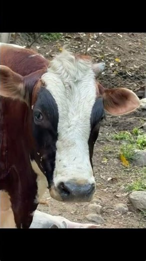 Master Key, Juan Llaves also Agro Finca, All in Christ who strengthens me