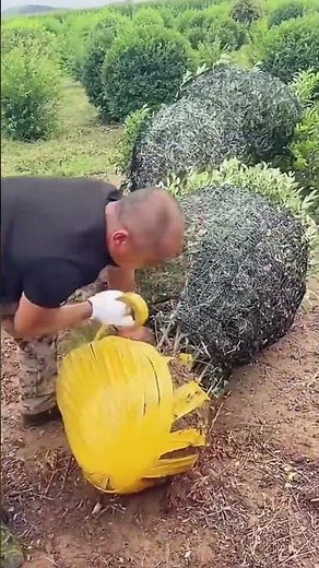 Process of wrapping landscape tree roots