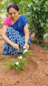 71K views · 2.9K reactions | Simple Rose Planting method to get new growth in new plants ‍that we follow at farm‍ Happy Planting ‍ #manure #tips #greenlife #farmfresh #greenlife #rose #plants #sale #savemotherearth #letsdoittogether | OrganicFarmer | Facebook