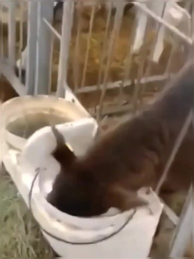 Hahah my sweet baby #funny #fyp #amazing #asmr | baby