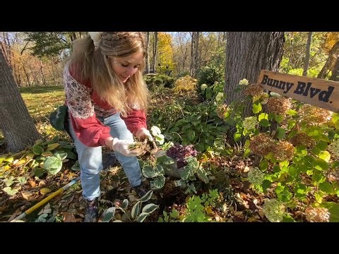 Fall Planting My Favorite Brunnera! Mid Michigan Gardening!