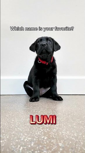 Bernie Litter Puppy Names