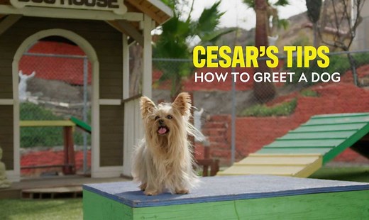 Everyone greets a dog differently, so let's go over the proper way. It's simple, but might not be what you're used to seeing. Here's a training tip for you to watch. Don't forget this Friday, July 30th it's time! #BETTERHUMANBETTERDOG finally releases on NatGeo and coming to Disney | Cesar Millan