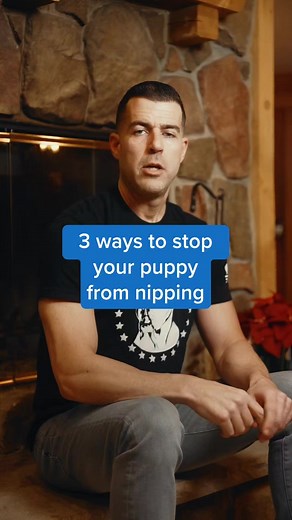 3 Ways to Stop Puppy Nipping! Puppyhood is a critical time in the development of a dog. Their experiences during this time will shape how they see the world for the rest of their life. Unfortunately, many people waste puppyhood with excessive excitement, tons of petting/touching, allowing puppy to invade space and so on. Instead, I recommend using puppyhood wisely by focusing on leadership, training, healthy exposure and socialization. We have to understand that a puppy using their mouth to expl