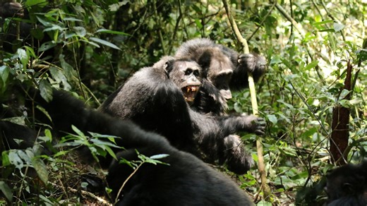 World's biggest chimp clan descends into deadly civil war baffling experts