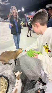 capybara café st petersburg fl