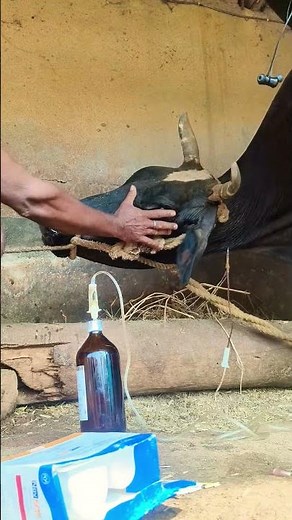 What a great method for intravenous administration in jugular vein by Mathur#IV calcium in cattle