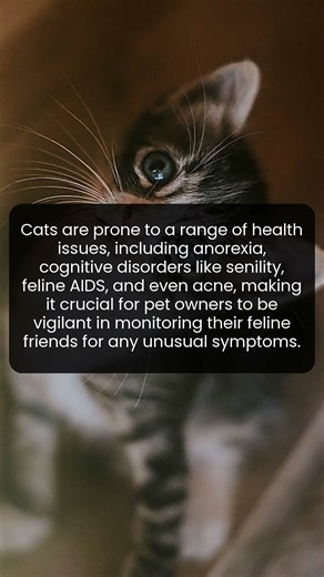 How to Spot the Silent Signs of Feline Health Issues