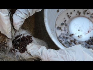 Removing ticks from a poor dog at country side 2020