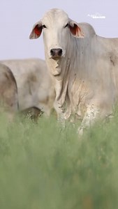 1.5K views · 145 reactions | A herd of brahman heifers that dreams are made of  Kroon Vee Brahman's Pride #brahman #brahmanheifer #brahmancattle #brahmanstud #cattle #cattleranching #cattleranch #ranching #agriculture #landbou #boer #boerboel #boerdery #beesboer #beesboerdery #plaaslewe #plaasjapie #afrikaans #vryburg #kroonvee | Agri Bemark | Facebook
