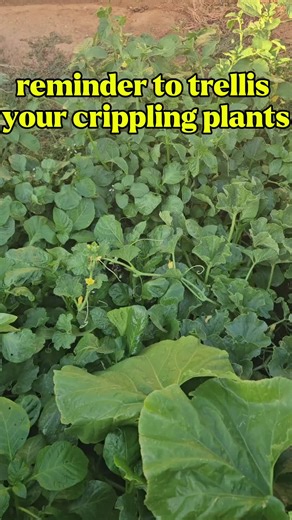 The growing table on TikTok