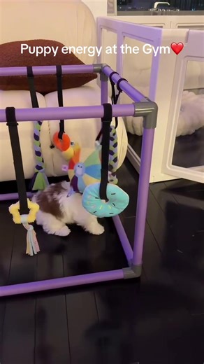 Puppy energy at the Gym ❤️❤️😍😍🥰🥰 #gym #puppy #shihtzu #foryoupage #adoptme