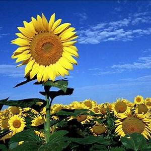 Coby Kyros 7-Inch Android 4.0 4 GB Internet Tablet 16:9 Resistive Touchscreen, Black MID7034-4 under