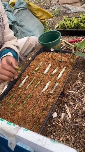 Wild dendrobium plant with propagation SIMPLE tutorial techniques🌹🌷💐🌼 🌸🌱🌵🌵🌱🌵🌷#orchid #plants