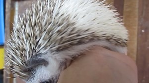 #E Hedgehog - Hedgie #M Landak Mini #C 刺猬 1. English Please ⬇️Scroll Down⬇️ 2. BM 📲Tatal ke Bawah Halaman 💻 3. 🌐华语🌐请点击📥往下📱查询 📩 #E Details #ForAllPetLovers - Baby / Young / Adult / Pair * If you live in an apartment building or have nearby neighbours, animal sounds can be a big concern. * Hedgehogs have personality plus. * Hedgehogs bond closely with their owners. * These little animals can make terrific companions when housed and fed appropriately, and their popularity appears to be incre