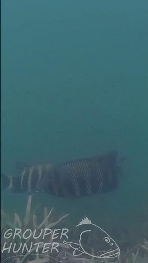 Wild Zebra Tilapia Cichlids in Florida