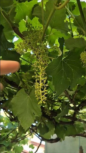 When to Start Green Pruning Your Vineyard to Increase Grape Production