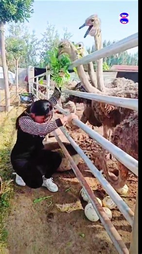 Interesting Ostrich Facts