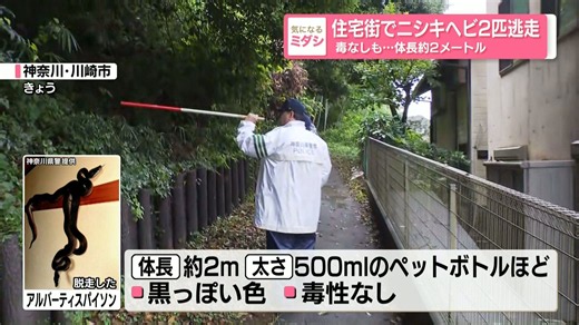 川崎市の住宅街でニシキヘビ2匹が逃走中 毒なしも…体長約2メートル