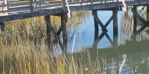 S.C. wetland protections could be reduced under new EPA proposal